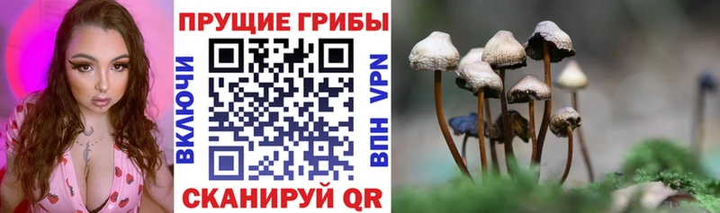 Галлюциногенные грибы Psilocybe  Лодейное Поле 